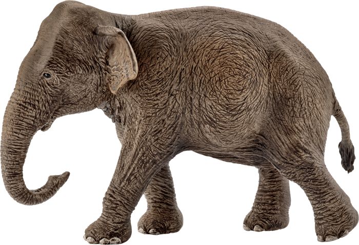 Image Asiatische Elefantenkuh, Nr: 14753